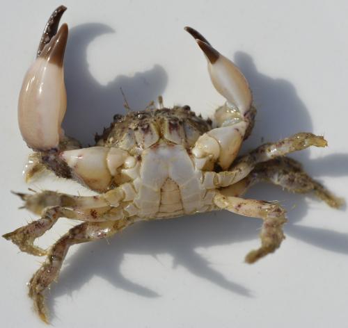 Pilumnus hirtellus